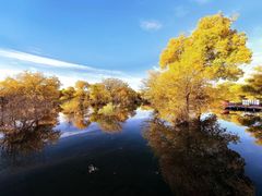 -金塔沙漠胡杨林景区