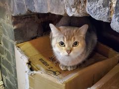 -猫色咖啡·猫咖