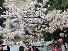 -武汉大学-樱园