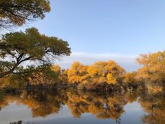 -金塔沙漠胡杨林景区