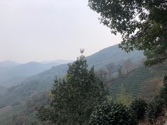 -龙井壹号·茶缘山景宴(龙井村店)