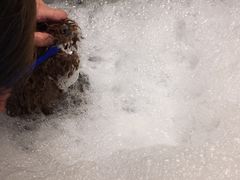 -PETKIT小佩宠物(古北店)
