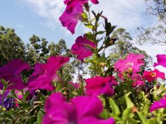 -东莞塘厦三正半山温泉酒店·沙利文西餐厅