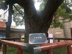 -洛阳周公庙博物馆