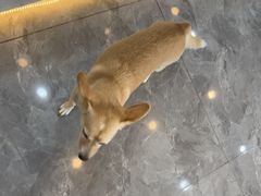 -贝康宠物医院·犬猫全科·小动物特色诊疗中心(东环路店)
