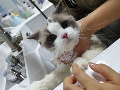 -老吴的猫·猫舍(新区店)