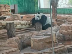 -秦皇岛野生动物园
