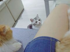 -喵的天空名猫咖啡馆·撸猫·猫舍·用品