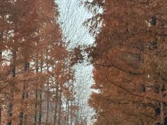 -黄海国家森林公园