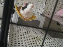 -雨林宠物医院 非犬猫异宠专科