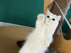 -柚子猫舍·精品猫舍购猫·猫咪认养·购宠·宠物店