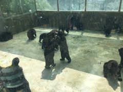 -东方熊牧场