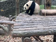 -都江堰中华大熊猫苑
