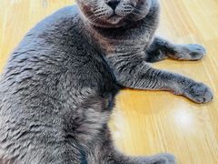 -是阿柴呀！柴犬咖啡·爱喵喵猫咖