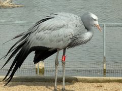 -盐城丹顶鹤湿地生态旅游区
