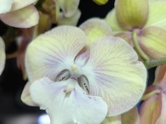 -曦辰书院·书法篆刻