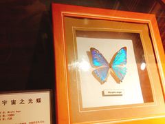 -上海大自然野生昆虫馆(东方明珠·爬宠昆虫探索中心)