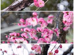 -洋湖国家湿地公园