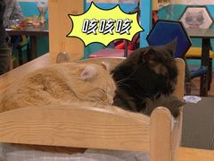 -猫小院猫主题咖啡厅(北锣店)