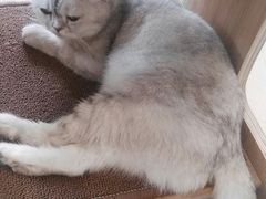-飞行喵MR PILOT|猫舍·猫咖(静安大融城店)