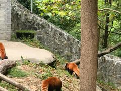-都江堰中华大熊猫苑