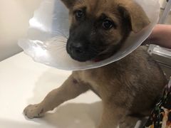 -荣耀金沙动物医院(清江西路店)