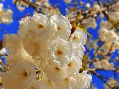 -天适樱花悠乐园