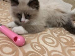 -喵zoo家庭繁育猫舍(尖东智能花园店)