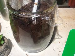 -半坡九号老挝冰咖啡