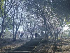-香雪海