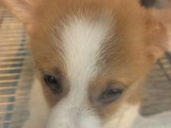 -唐小姐の私宠·宠物洗护美容·撸猫馆·购宠(周浦万达旗舰店)