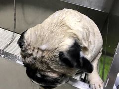 -北京观赏动物医院·24小时大型综合·猫专科·异宠专科