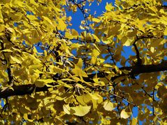 -三里屯东五街银杏大道