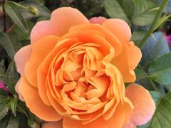 -上海神旺大酒店