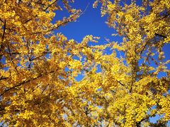 -永定河休闲森林公园