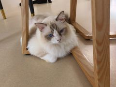 -猫在这儿猫咪咖啡馆·撸猫馆