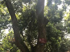 -张坝桂圆林公园