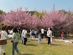 -武汉大学-樱园