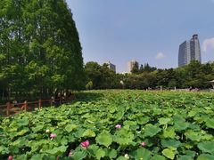 -黄兴公园