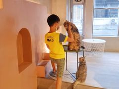 -猫儿山۰猫主题餐厅