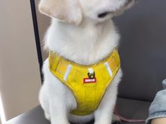 -瑞派伍一宠物医院·眼科·骨科·猫科转诊中心(马王堆院)