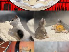 -将太无二·北美传奇寿司(荟聚购物中心西红门店)