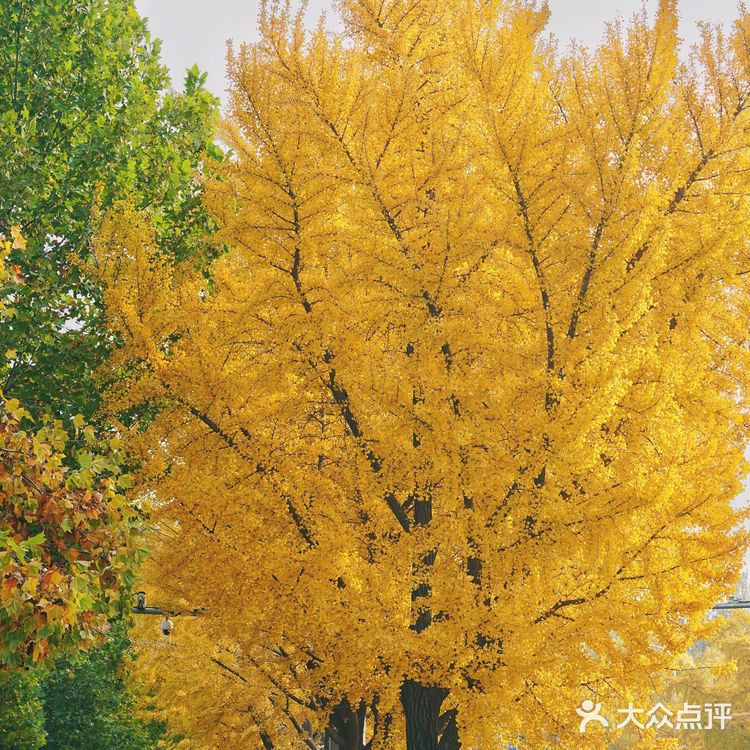 北平之秋｜银杏季｜东直门外大街