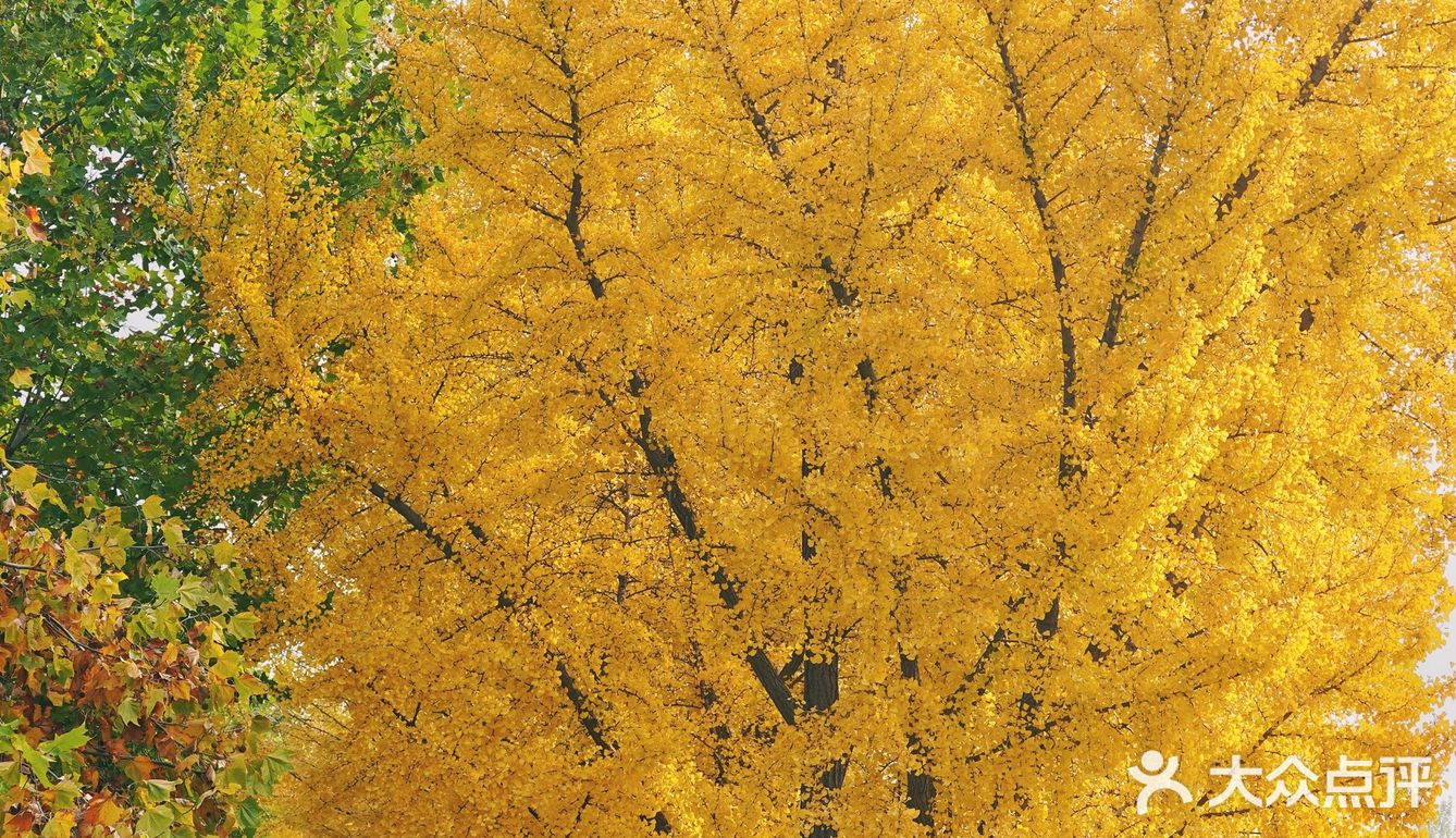 北平之秋｜银杏季｜东直门外大街