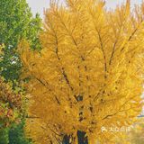 北平之秋｜银杏季｜东直门外大街