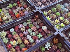 -中环花鸟鱼虫市场