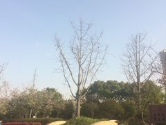-新江湾城公园