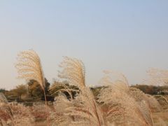 -盘龙城国家考古遗址公园