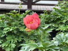 -上海鲜花港