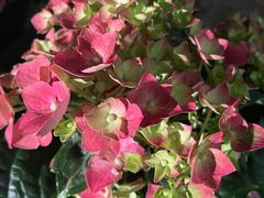 -徐记海鲜(南油永新汇店)